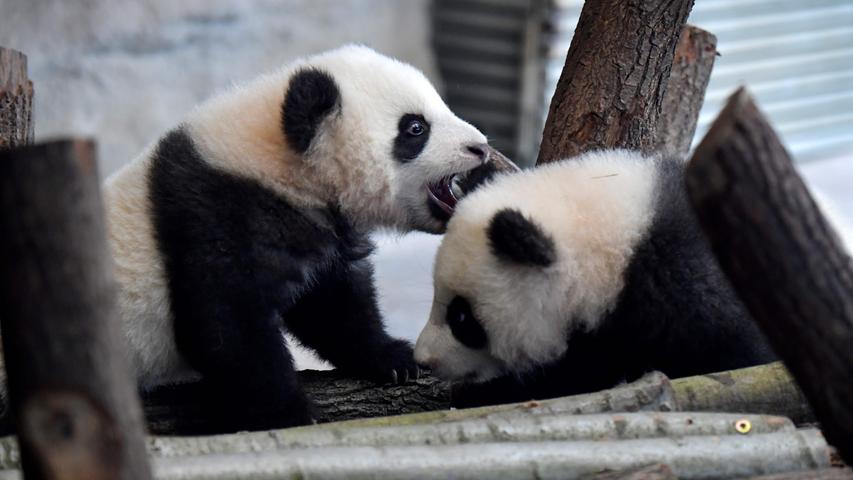 Schwarz Weiss Und So Suss Berliner Panda Zwillinge Erkunden Gehege Panorama Nordbayern De
