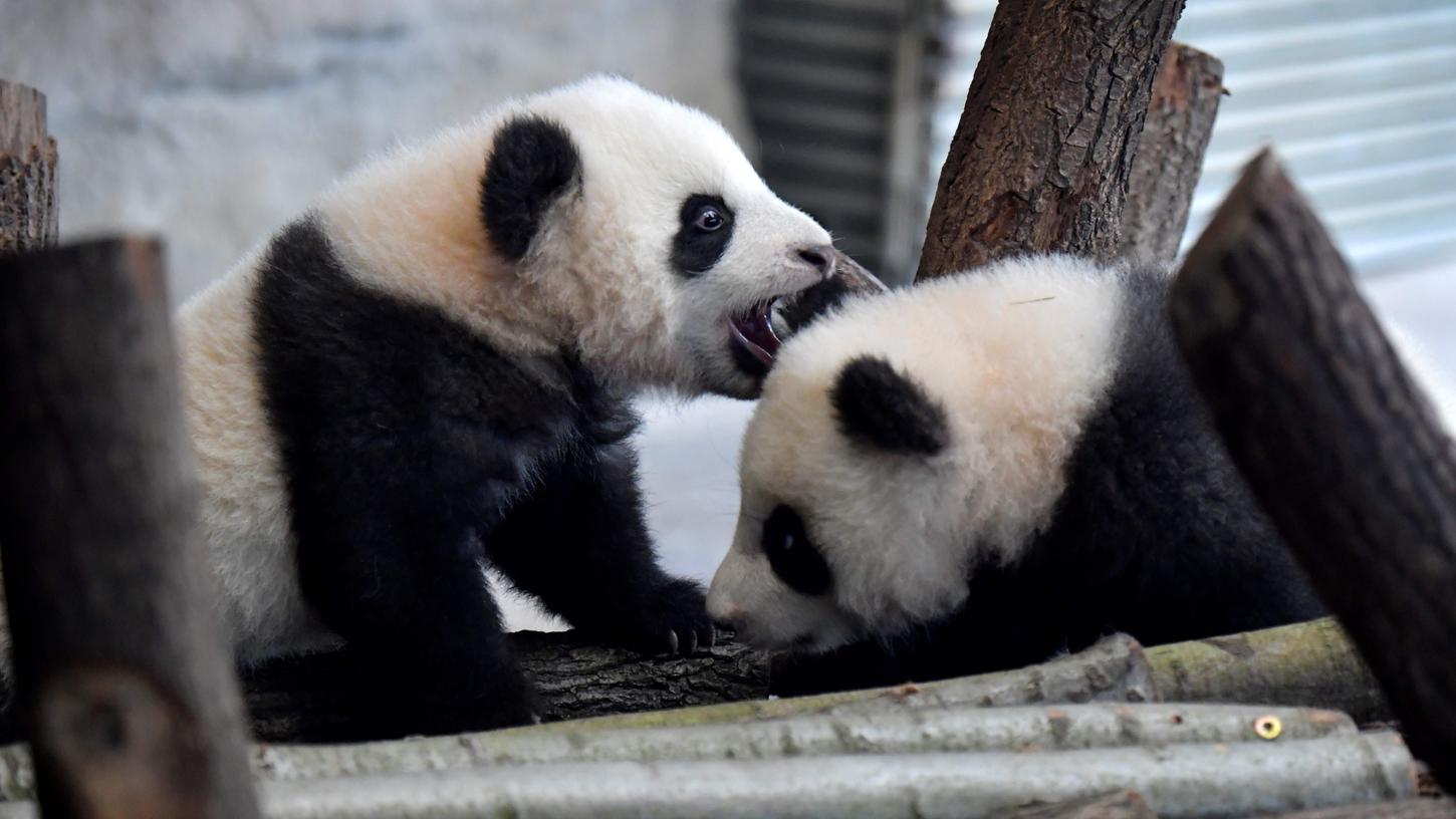 Die beiden süßen Panda-Brüder Meng Xiang und Meng Yuan werden inoffiziell übrigens Pit und Paule genannt.