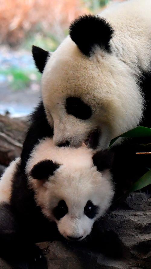 Einfach nur goldig: Berlins Panda-Babys machten ihren ersten Ausflug