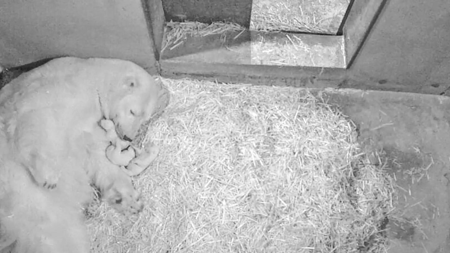 Flocke und ihre Babys in der Aufzuchthöhle. Erst Ende März oder Anfang April darf die kleine Familie nach draußen ins Eisbärengehege.