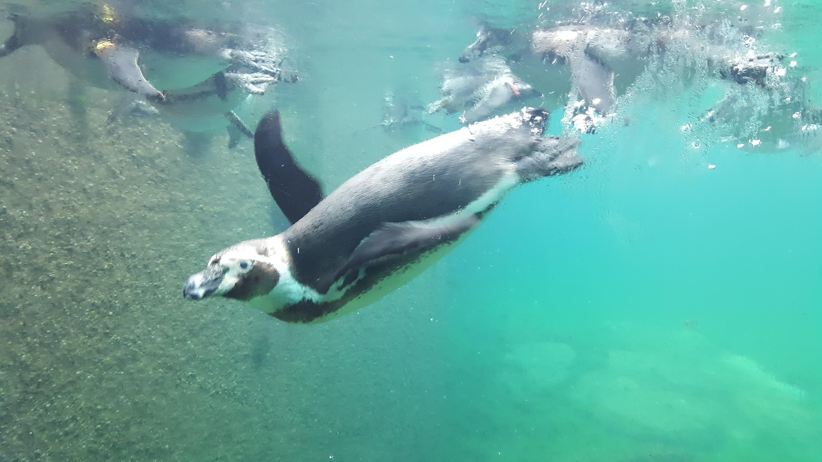 Bleiben Pinguine Ein Leben Lang Zusammen