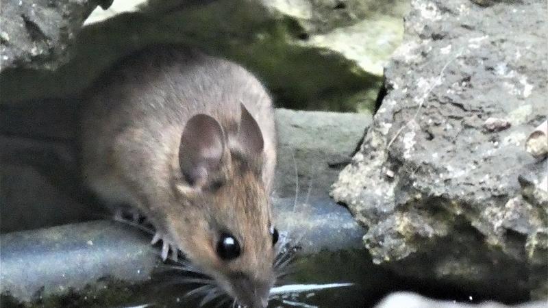 Wasser ohne Ende: Die durstige Maus hat einen Gartenteich als Tränke für sich entdeckt.