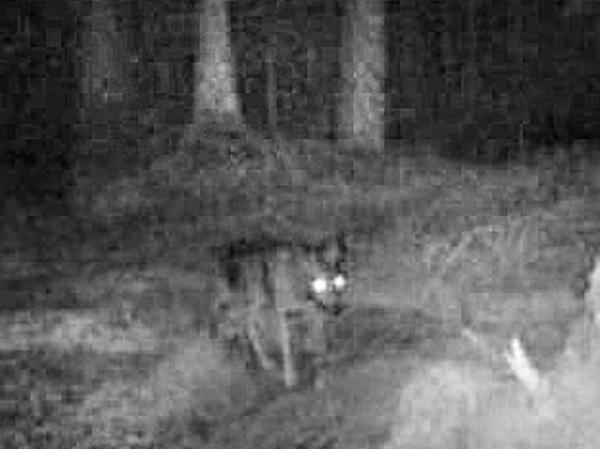 Das Foto aus der Wildkamera zeigt vermutlich einen Wolf.