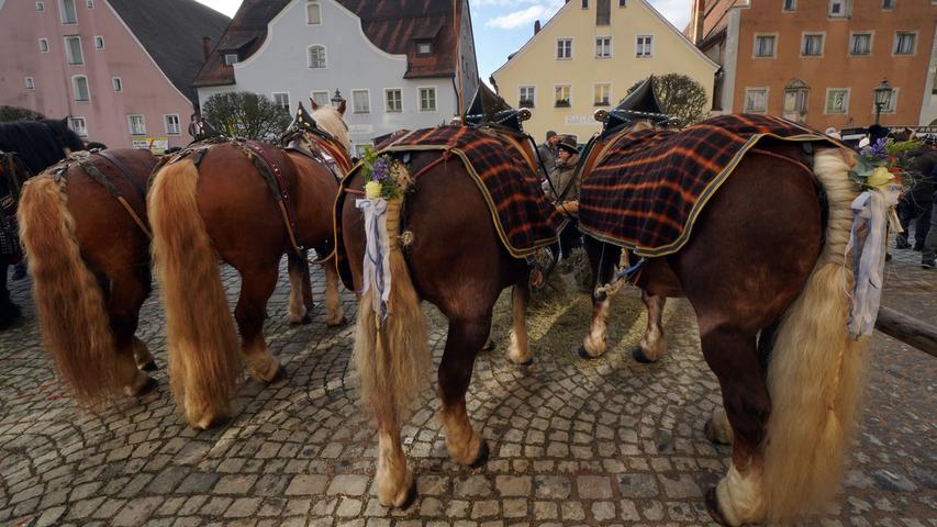 Gepflegt von Mähne bis zum Schweif: Die Pferdebesitzer sind vor dem Rossmarkt sehr früh aufgestanden, um ihre Vierbeiner zu striegeln und zu schmücken.