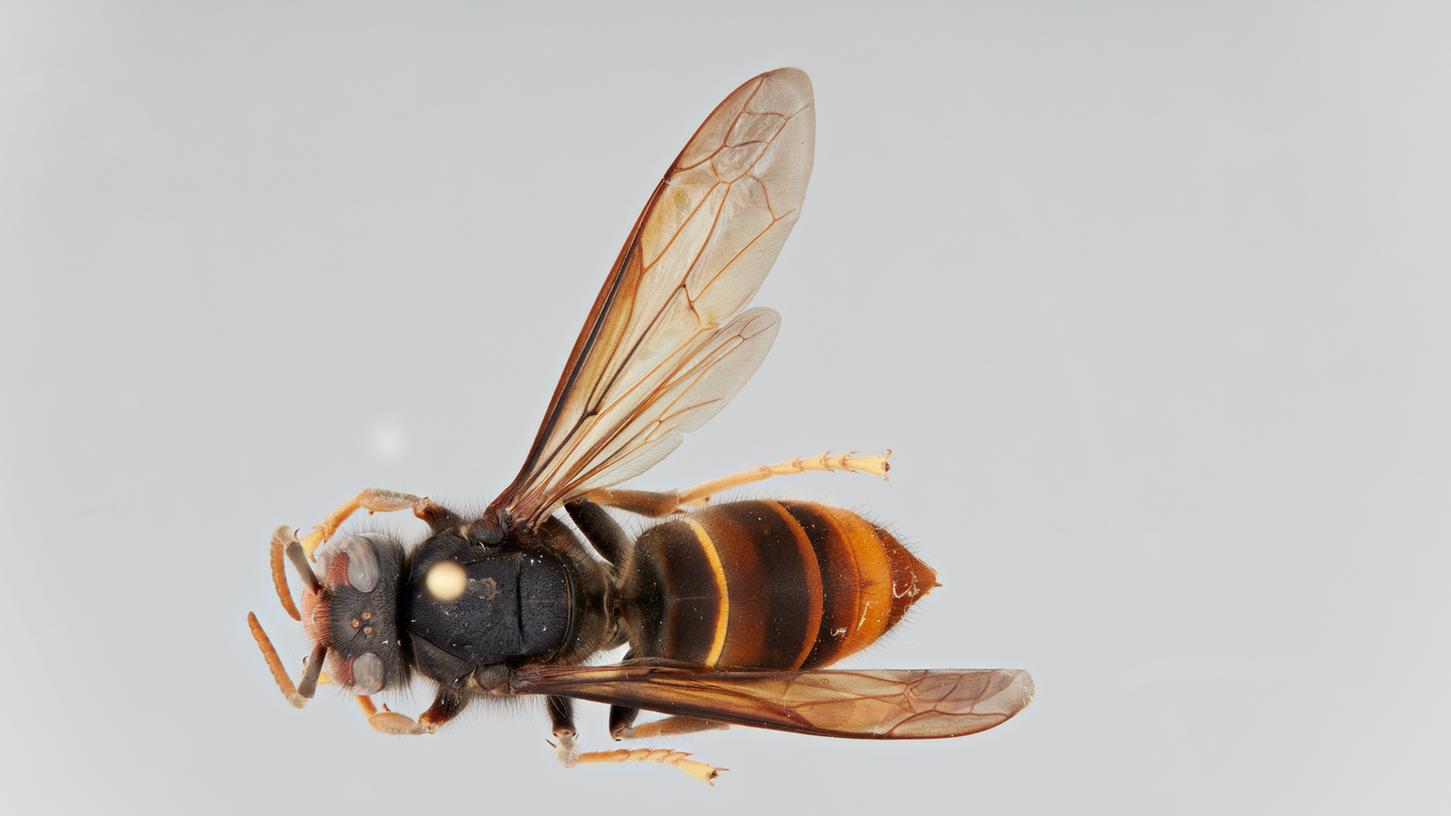 Die asiatische Hornisse ist überwiegend schwarz gefärbt, hat gelbe Beine (Daher ihr Name in England: yellow-legged hornet), eine gelbe Binde und einen leuchtend orangen Hinterleib. Die asiatische Hornisse ist überwiegend schwarz gefärbt, hat gelbe Beine (Daher ihr Name in England: yellow-legged hornet), eine gelbe Binde und einen leuchtend orangen Hinterleib.
