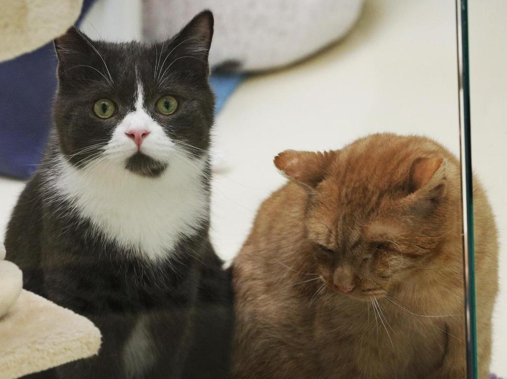 beruhrend kranker kater wird zum ziehvater fur junge katze nurnberg nordbayern de