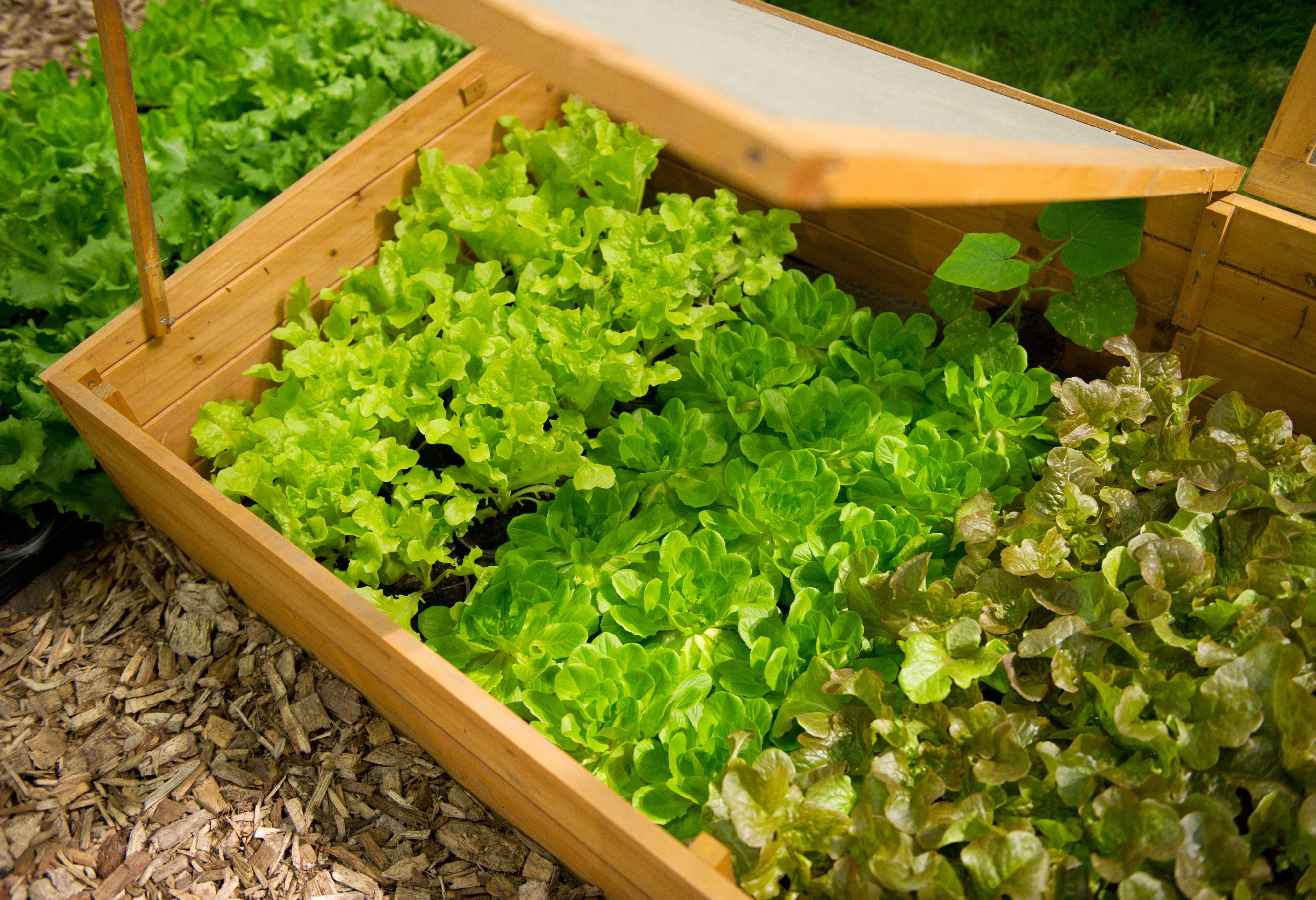 Wer frühzeitig ins Gartenjahr gestartet ist und unter Folie, im Frühbeet oder im Gewächshaus gesät hat, darf jetzt bereits ernten, zum Beispiel zarte Radieschen, frischen Salat, Spargel und erste Rhabarberstiele. Auch im Kräutergarten wächst schon allerlei, ob Minze, Schnittlauch oder Rosmarin. Ernten Sie einfach, worauf Sie Lust haben, es müssen nicht immer die großen Mengen sein. Sie können ruhig auch einzelne Salatblätter abzupfen und den Kopf weiter wachsen lassen. Und noch ein Tipp: Wenn der Schnittlauch schon anfängt zu blühen, schneiden Sie ihn bodennah ab, denn er schmeckt nicht mehr!