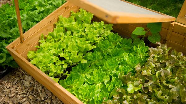 Wer frühzeitig ins Gartenjahr gestartet ist und unter Folie, im Frühbeet oder im Gewächshaus gesät hat, darf jetzt bereits ernten, zum Beispiel zarte Radieschen, frischen Salat, Spargel und erste Rhabarberstiele. Auch im Kräutergarten wächst schon allerlei, ob Minze, Schnittlauch oder Rosmarin. Ernten Sie einfach, worauf Sie Lust haben, es müssen nicht immer die großen Mengen sein. Sie können ruhig auch einzelne Salatblätter abzupfen und den Kopf weiter wachsen lassen. Und noch ein Tipp: Wenn der Schnittlauch schon anfängt zu blühen, schneiden Sie ihn bodennah ab, denn er schmeckt nicht mehr!