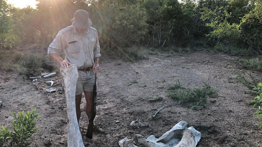 Es gibt viele Anwärter auf den Beruf des Rangers. Das Phinda Private Game Reserve bildet seine innerhalb eines halben Jahres selbst aus. Die spannende Reisereportage zu dieser Bildergalerie lesen Sie unter www.nn.de/leben/reisen