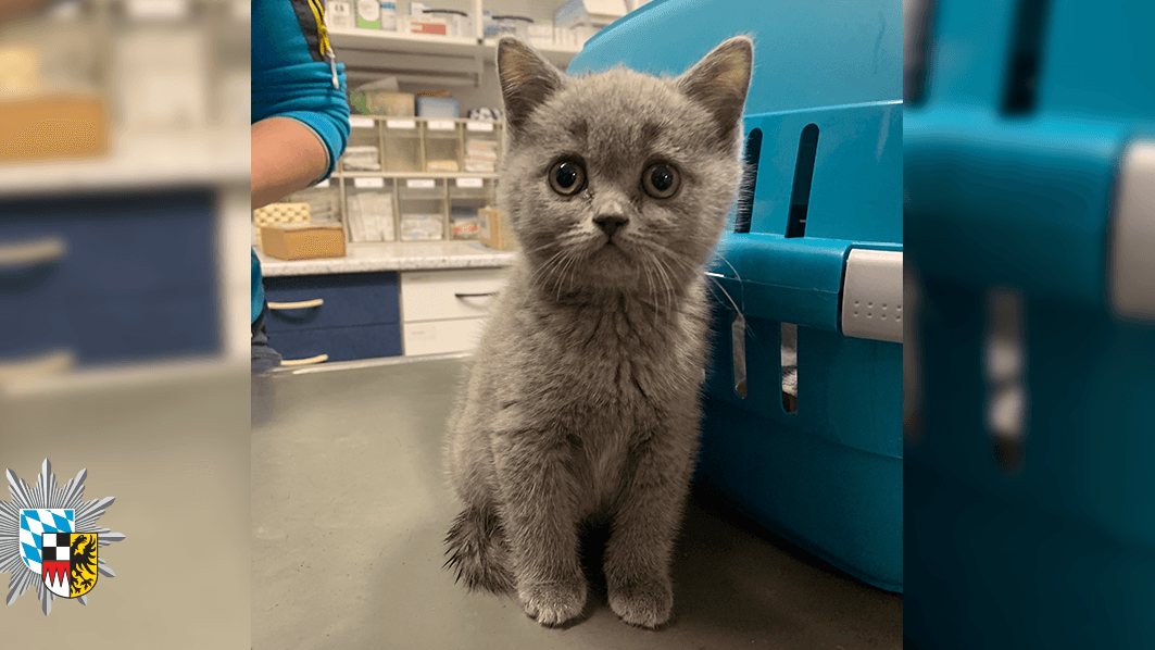 Samtiges Fell und Kulleraugen: Dieses kleine Kätzchen ist unter anderem nach dem illegalen Transport bei einem Tierarzt in Feucht gelandet.