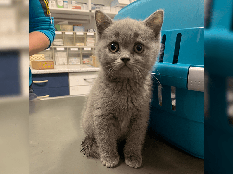 Illegaler Tiertransport Katzenbabys Stranden In Mittelfranken Feucht Nordbayern De