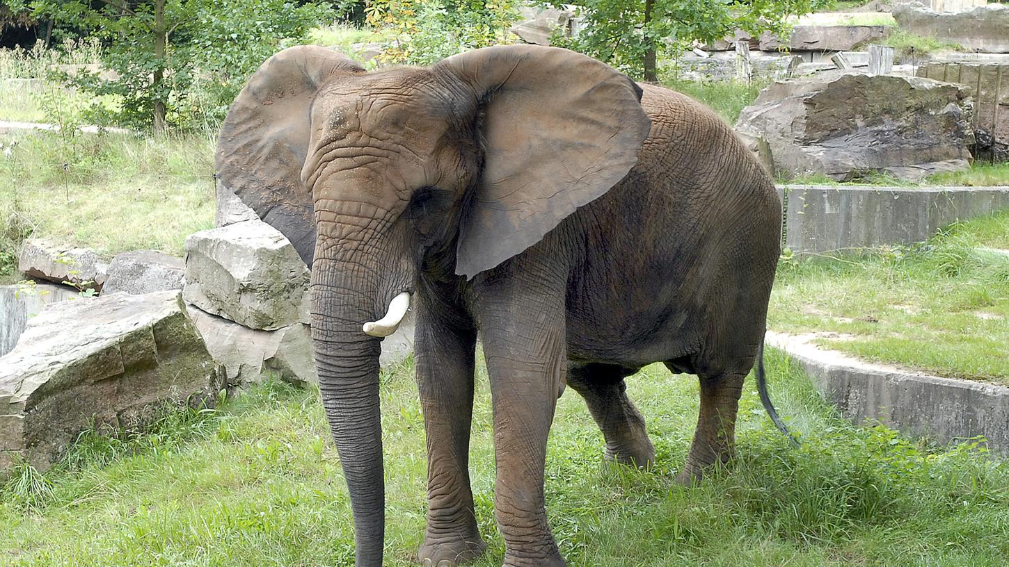 Yvonne war der letzte Elefant im Nürnberger Tiergarten, nachdem sie ausgezogen war, blieb das Gehege am Schmausenbuck leer.