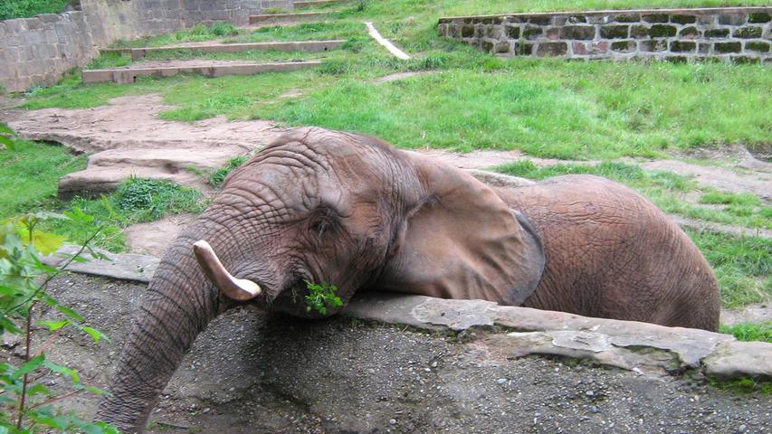 Auf Tuchfühlung mit Dickhäutern: Die Elefanten im Nürnberger Tiergarten 