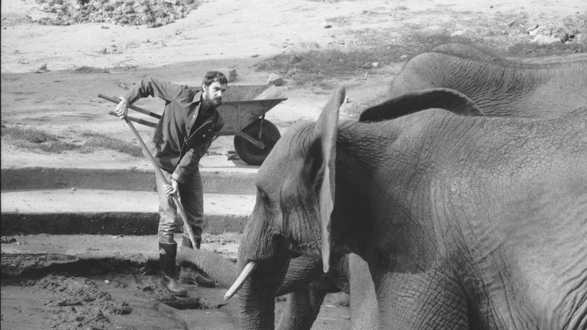 Bei seiner Arbeit kam Schönfelder den Elefanten ganz nah - offenbar ohne Berührungsängste.