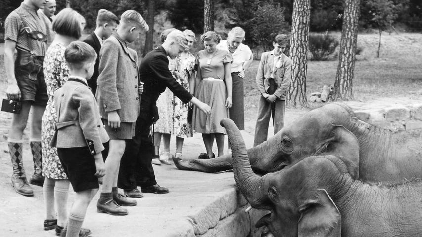 Schon in den 50er Jahren waren die Elefanten ein Besuchermagnet. Hier werden sie von begeisterten Jungen und Mädchen mit Zucker und Brot gefüttert.