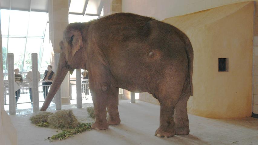 2003 wurde das Elefantenhaus erweitert - nach dem Ende der Baumaßnahmen bezogen die Elefantendamen Kiri und Yvonne ihr neues, altes Zuhause.