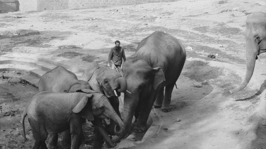 Ein Bild aus den 70er Jahren. Damals war das Elefantengehege noch gut gefüllt.