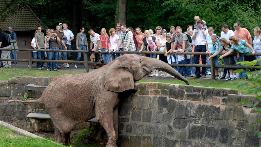 Nachdem Kiri gestorben war, hielt Yvonne schließlich als letzte im Elefantengehege die Stellung.
