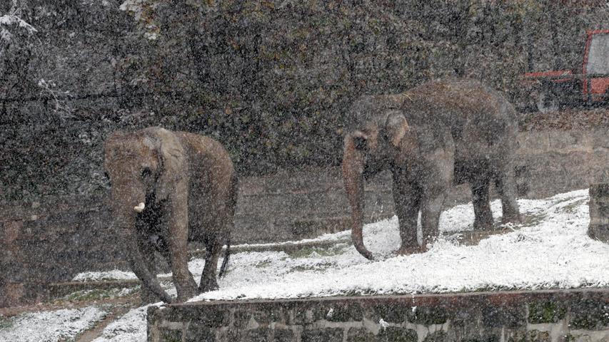 Ungewöhnliche Witterung für afrikanische Elefanten: Kiri und Yvonne im Schnee.