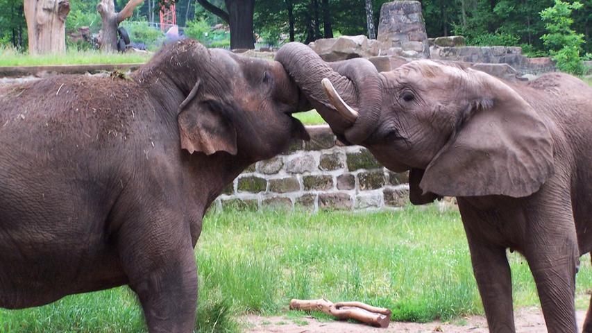 Im Außenbereich des Geheges spielten die beiden Elefantendamen manchmal hinreißend miteinander.