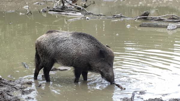 Der Tierpark Sommerhausen ermöglicht den Besuchern die unmittelbare Begegnung mit zahlreichen Haus- und Nutztieren, was die Herzen vieler Tierfreunde höher schlagen lässt. Infos zu Tickets und Ferienprogramm gibt es auf der Homepage.