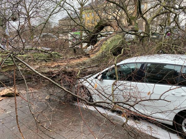 Auf diesem Foto ist zu sehen, wie massiv der Baum ist - er dürfte mehrere Tonnen wiegen.