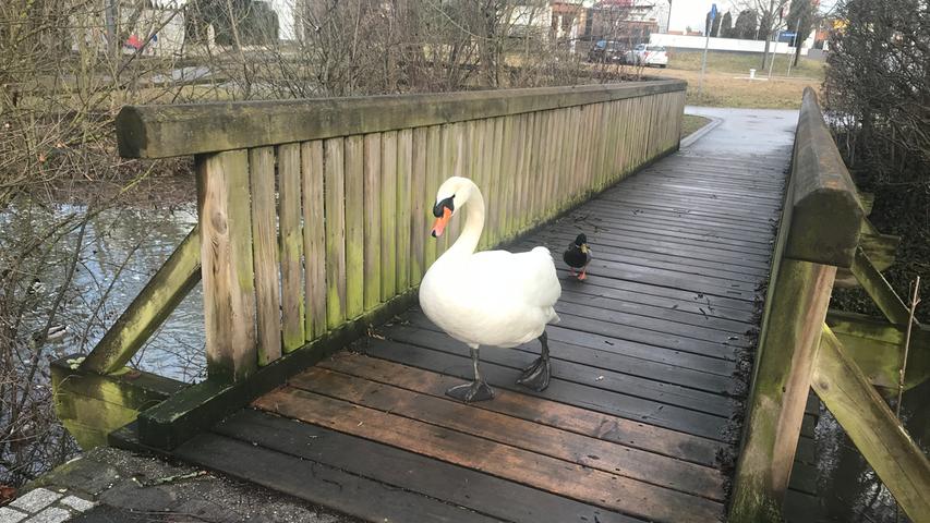 Am Valentinstag kam es zu dieser tierischen Begegnung auf der Holzbrücke am Hilpoltsteiner Stadtweiher. Den Artikel dazu finden Sie hier!