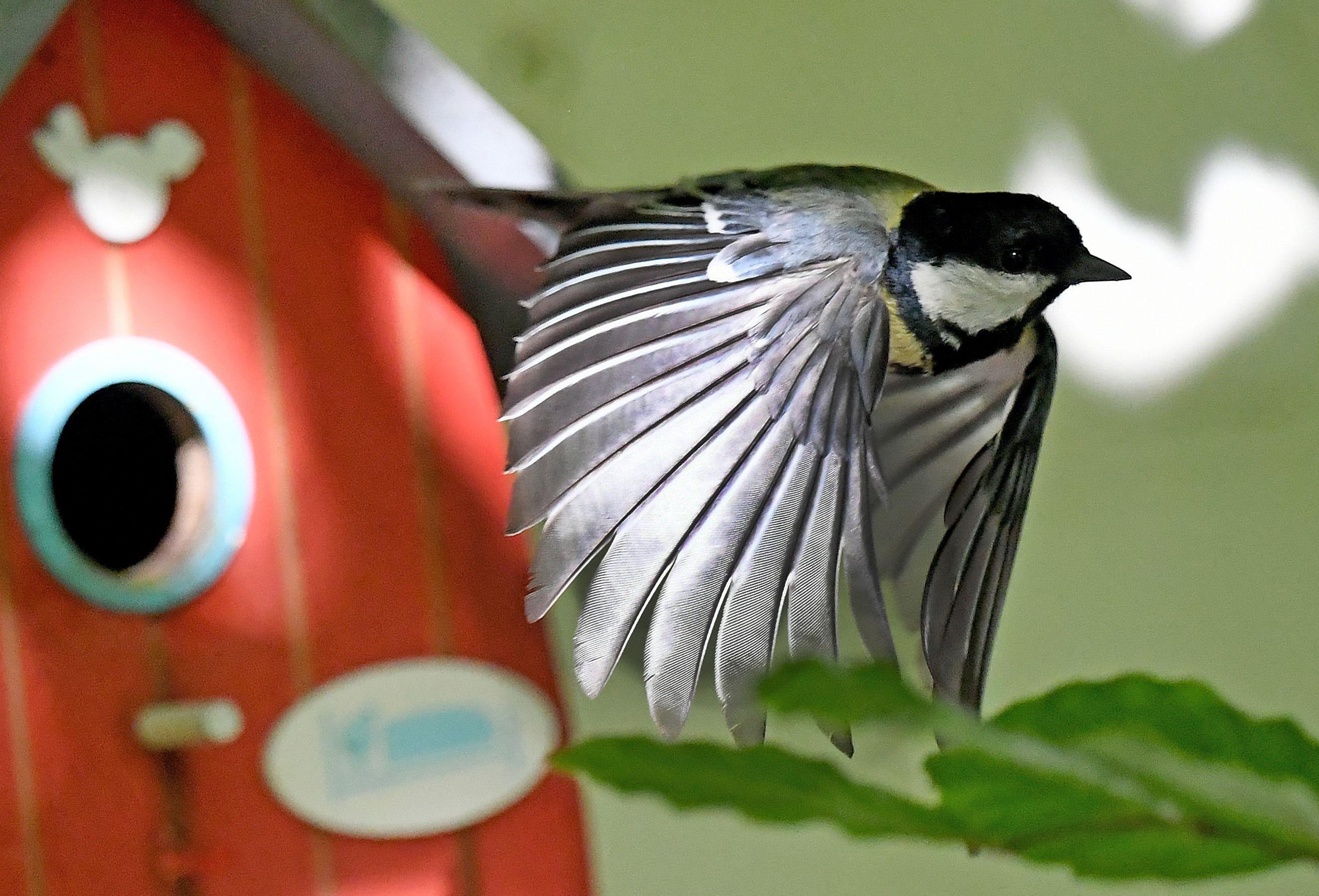 Wohnungsnot Im Freien Nistkasten Helfen Vogeln Beim Bruten