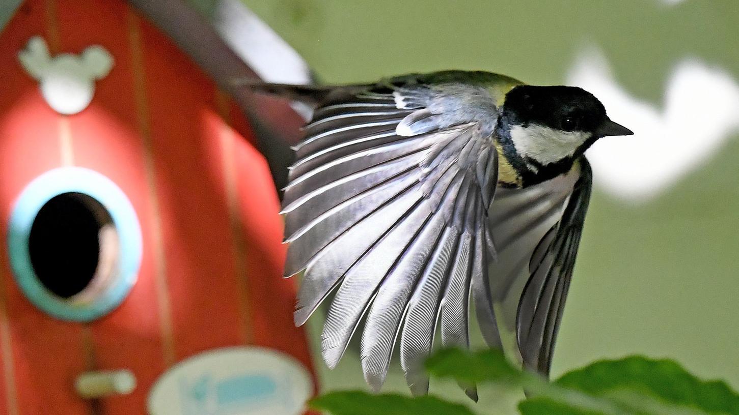 Ob Kohlmeise, Amsel oder Spatz: Nach dem Winter sind viele Vögel auf der Suche nach einer neuen Behausung.