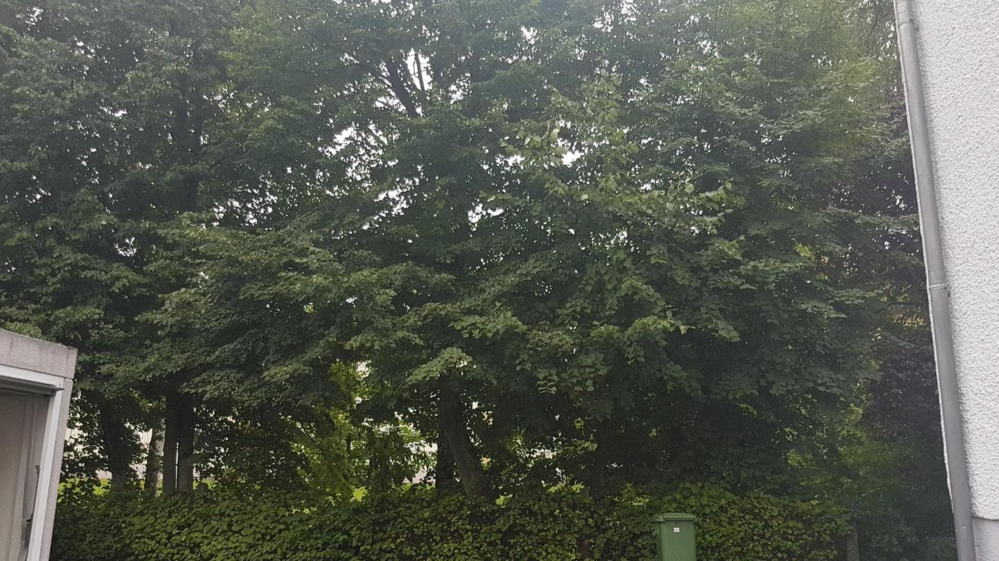 Dieses Foto wurde uns von einer Anwohnerin der Adresse Käsröthe 3 zur Verfügung gestellt. Es zeigt den Grenzbewuchs mit hohen Bäumen und einer Hecke zwischen dieser Adresse und der dahinter liegenden Grünfläche der Gewog im Jahr 2017. Jetzt ist alles beseitigt.