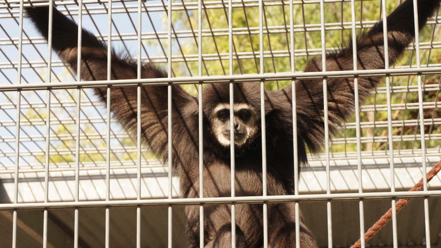 Tierrechtler zeigen Gibbon-Besitz an