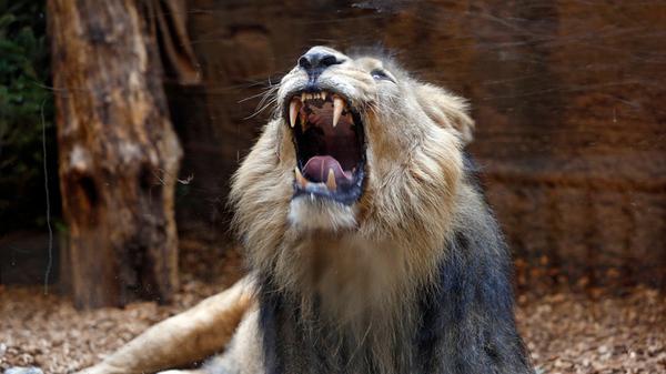 Weil der Löwe Subali aus dem Nürnberger Tiergarten zeugungsunfähig sein soll, könnte er bald zwangsweise getötet werden, um Platz für einen Nachfolger zu schaffen. Eine gewaltige Protestwelle brach über den Tiergarten herein, als die Überlegungen bekannt wurden. Der Circus Krone hat inzwischen angeboten, Subali einen Platz auf dem zirkuseigenen Altersruhesitz für betagte Tiere zu geben, falls dies nötig werden sollte.
