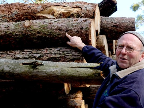 Tiergarten-Mitarbeiter Gerd Schlieper zeigt auf Spechtlöcher gefällter Bäume. Unter der Rinde befanden sich viele Schädlinge, die Spechte herausgepickt haben.