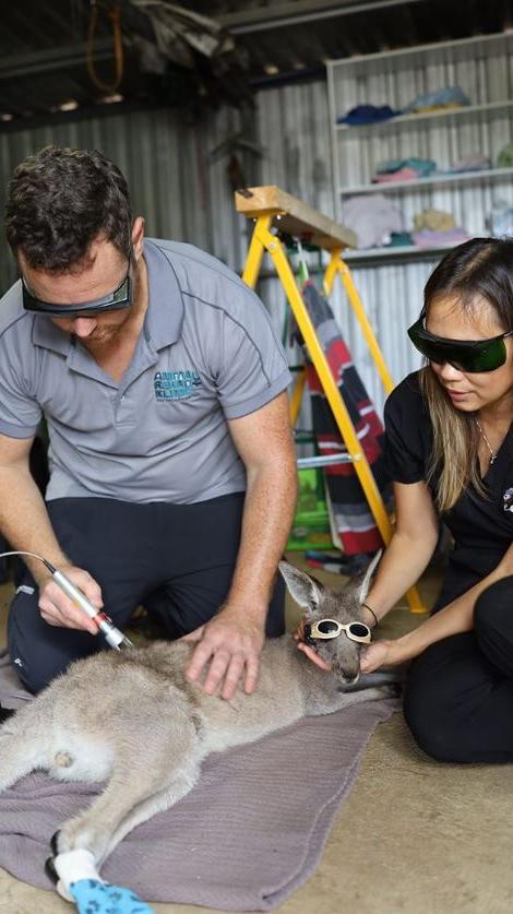 Bei den verheerenden Bränden in Australien erlitten etliche Kängurus schwere Verbrennungen. Mit speziellen Laserschutz-Brillen will eine Fürther Firma nun bei der Therapie der Tiere helfen.