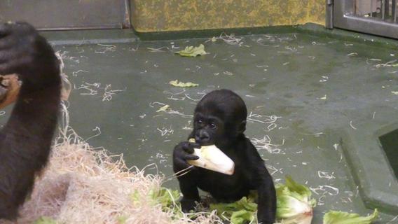 Tiergarten Gorilla Baby Kato Entwickelt Sich Prachtig Nurnberg Nordbayern De