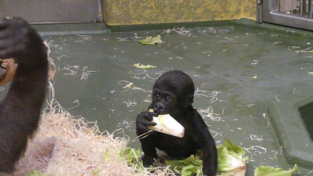 Gorilla-Baby Kato fasziniert Tiergarten-Mitarbeiter und Besucher gleichermaßen.