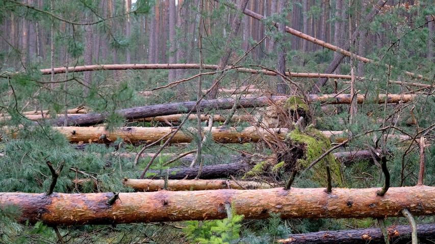 Nach Sturm "Sabine": Schneise der Verwüstung im Reichswald