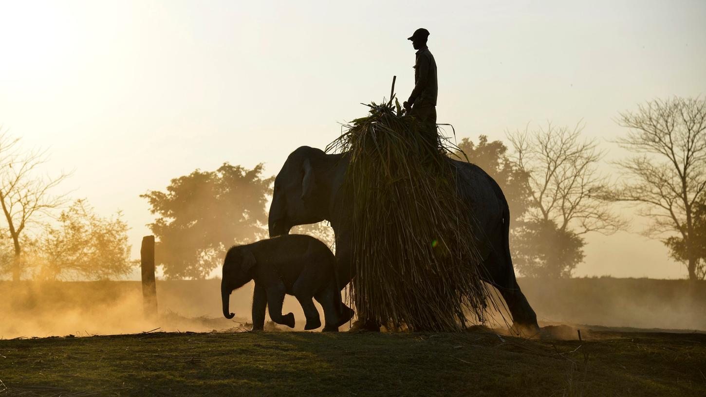 In Indien leben Elefanten nah am Menschen, werden oft als Nutztiere eingesetzt.