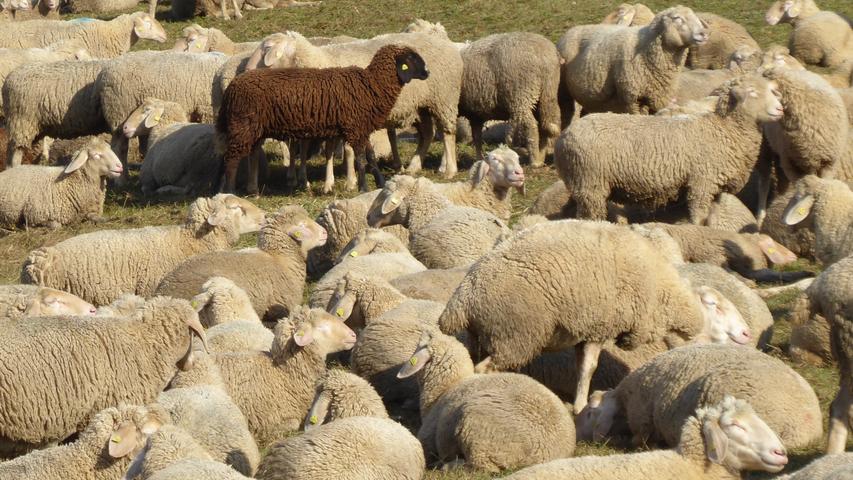 Es gibt es also doch - das schwarze Schaf in jeder Herde. Gesehen am Walberla.