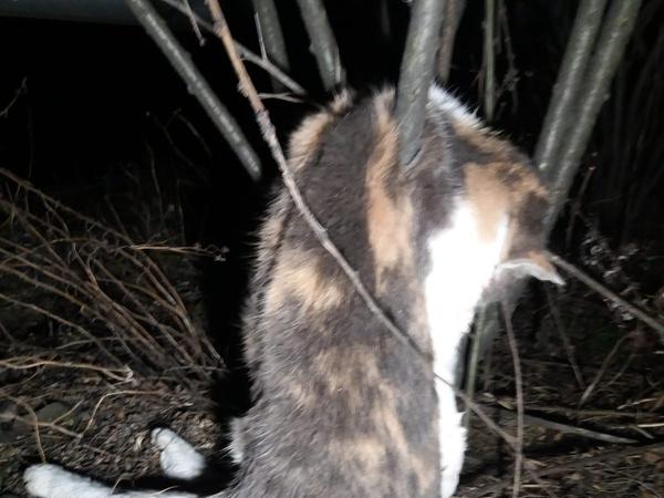 Insgesamt sieben Katzen fanden Tierschützer in der Mitte der Bundesstraße.