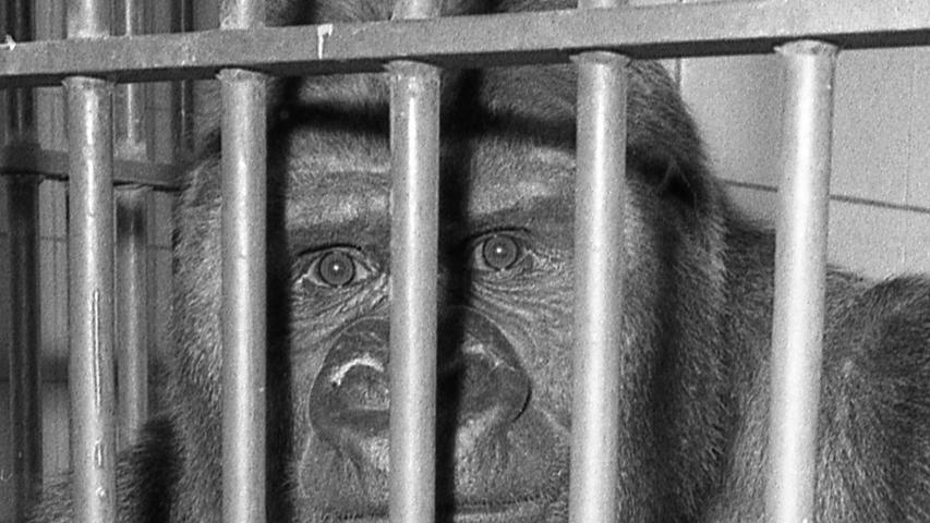 Frei nach Wilhelm Busch wurde gestern vor den Augen von Bürgermeister Haas das zehnjährige Gorillamännchen, Stolz des Tiergartens und Liebling aller Nürnberger, in die vergitterte Freiheit seines angestammten Schaukäfigs im Affenhaus entlassen. Hier geht es zum Artikel vom 28. Februar 1970:  Schorsch ist wieder auf den Beinen