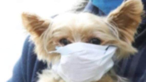 Mogliche Coronavirus Infektion Erstmals Hund In Quarantane Nurnberg Nordbayern De