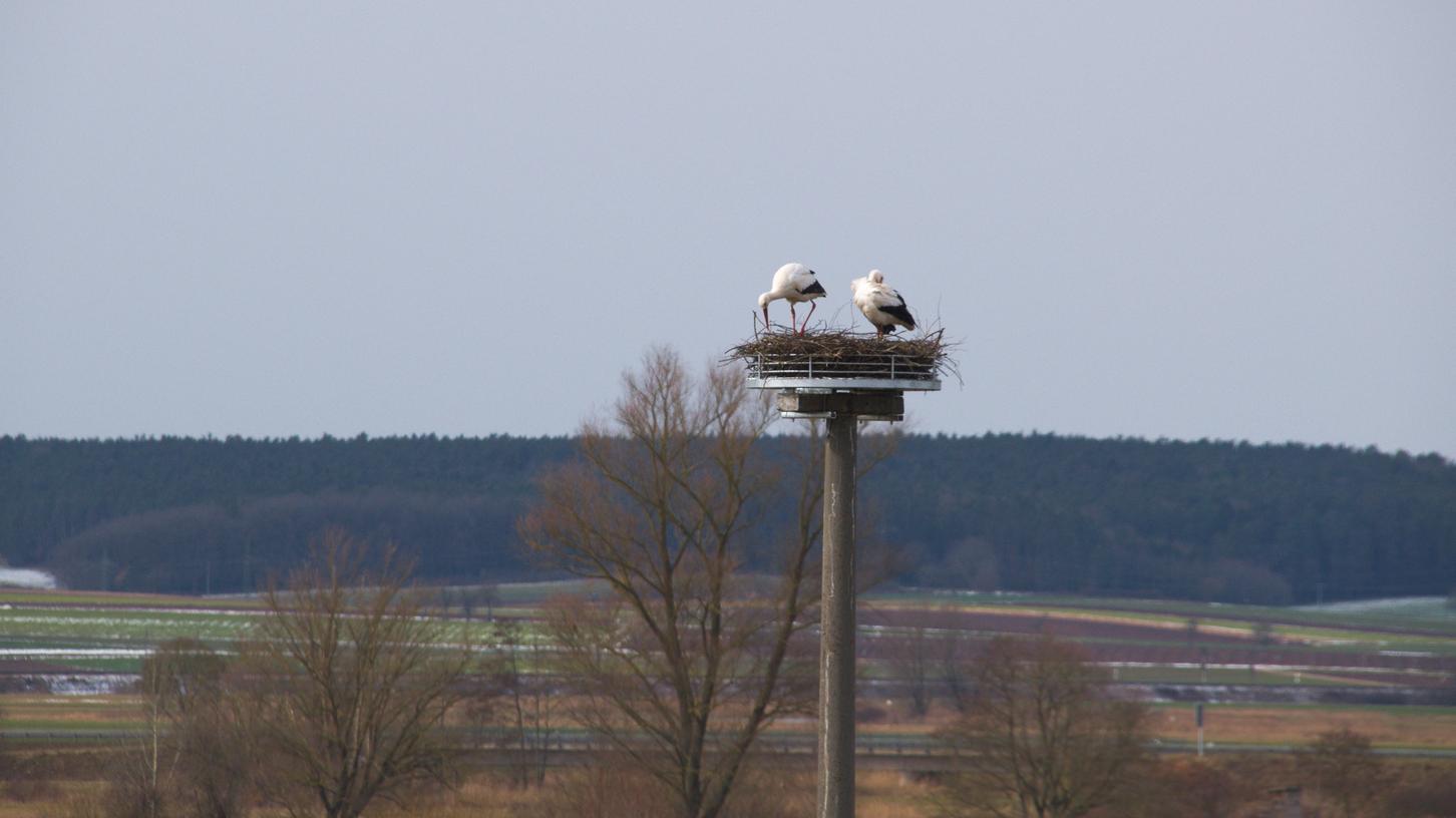 Dornhausen: Störche schätzen das neue Zuhause