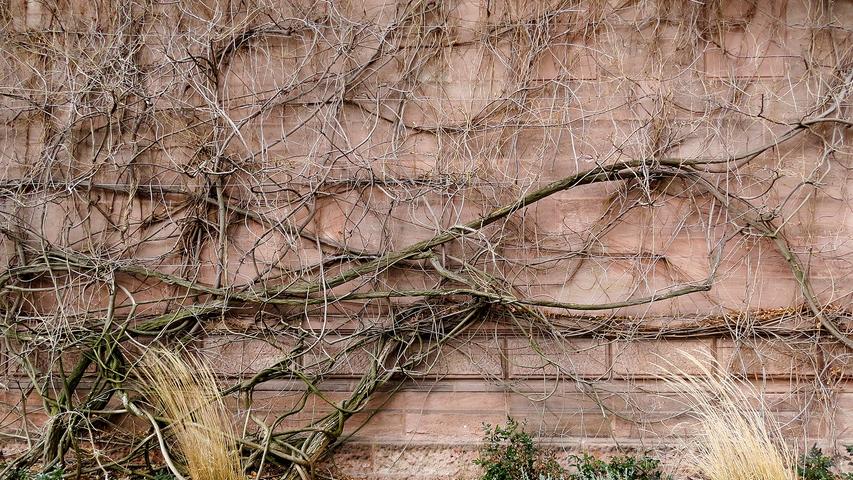 Jetzt ohne Laub gut zu erkennen: Die Natur geht ihre eigenen Wege. Gesehen und fotografiert wurde das kunstvolle natürliche Chaos an einer Seitenwand des Verwaltungsgebäudes des Westfriedhofs.