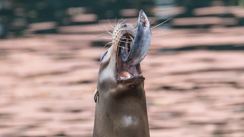 Fütterung: Ein Kalifornischer Seelöwe im Nürnberger Tiergarten.