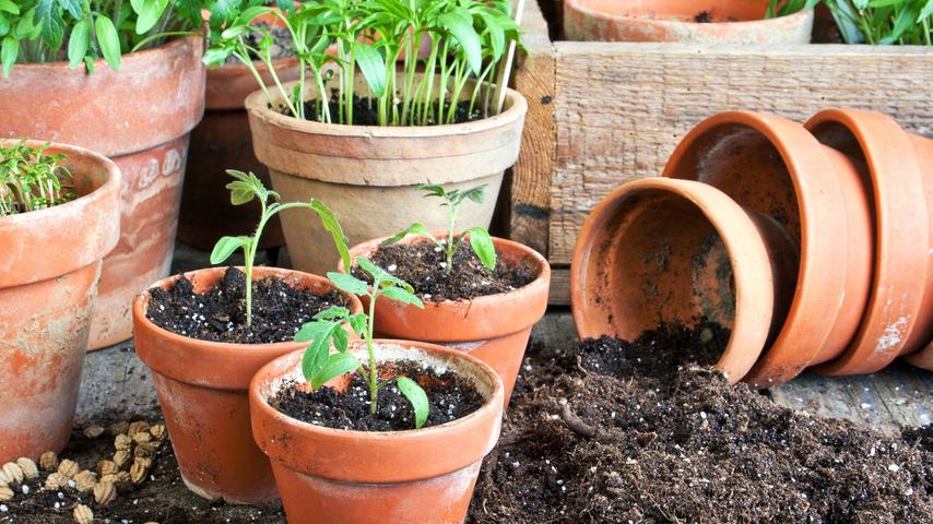 Viele Gartenfreunden juckt es längst in den Fingern: Was darf man im Gemüsegarten schon jetzt aussäen? Zum Beispiel Pastinake, Radieschen, Spinat, Karotten, Frühlingszwiebeln und andere robuste Sorten . Grundsätzlich gilt: Der Boden sollte frostfrei sein. Ein leichter, sandiger Boden erwärmt sich schneller als ein schwerer Lehmboden. Und natürlich haben Früh- und Hochbeete einen klaren Startvorteil gegenüber dem nackten Gartenboden, weil es die Pflanzen darin wärmer haben. Wichtig ist es auch, die Saat durch ein Wärmevlies von oben zu schütze n. Bei einem plötzlichen Kälteeinbruch können es gern zwei Schutzschichten sein. Denn noch sind die Pflänzchen nicht vor starken Nachtfrösten gefeit.