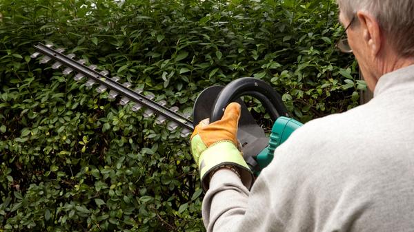 Zu guter Letzt: Im Frühling und Sommer nisten viele Vögel in Sträuchern und Bäumen. Um die brütenden Tiere nicht zu stören, darf man bis Ende September bestimmte Gartenarbeiten nicht erledigen. Zwischen dem 1. März und dem 30. September dürfen etwa keine Bäume gefällt und Sträucher entfernt oder radikal gekürzt werden. Wer in seinem Garten solche Veränderungen plant, muss sich damit bis Oktober gedulden. Es gibt aber für Hecken und Gehölze im eigenen Garten gewisse Ausnahmen – mehr dazu lesen Sie hier.