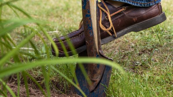 Wenn nach der Winterruhe die Vegetation wieder erwacht, kann eine Bodenprobe im eigenen Garten Sinn ergeben. Denn häufig haben Beete, die schon lange bewirtschaftet werden, einen zu hohen Gehalt an Nährstoffen. Unter Umständen düngt man dann zu viel oder falsch. Eine Bodenprobe, die man an ein Labor schickt, ist etwa alle fünf bis acht Jahre empfehlenswert. Häufig werden über die Analyse Phosphor, Kalium und Magnesium sowie der ph-Wert und der Humusgehalt erfasst. Wichtig für ein aussagekräftiges Ergebnis ist, dass man mehrere Einstiche zum Beispiel rund um den Bereich einer Baumscheibe macht. Für das Labor packt man etwa 500 Gramm des Gemischs in einen beschrifteten Beutel. Landratsämter haben oft eigene Labors, an die man Proben senden kann. Es gibt aber auch private Labore, die Untersuchungen anbieten. Eine Liste mit Instituten hält die Landesanstalt für Gartenbau in Veitshöchheim bereit. In unserem Beitrag erfahren Sie, wann und wie Sie Ihren Apfelbaum schneiden sollten.