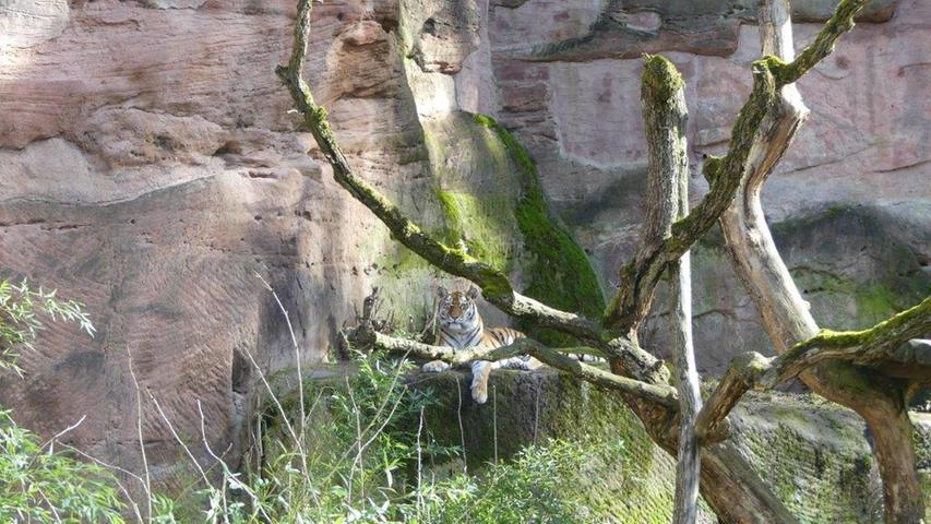 Die hübsche Katinka im Nürnberger Tiergarten. Sie hat sich heute einen besonderen Platz ausgesucht: viel Überblick und selbst kaum zu sehen.