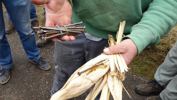 Nägel im Maisfeld versteckt? Zwei Landwirte stehen ab Donnerstag vor Gericht